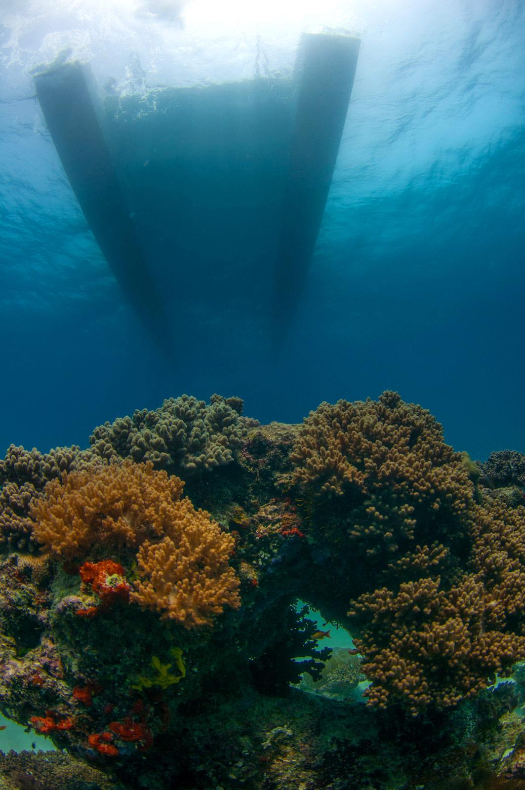 coral reefs