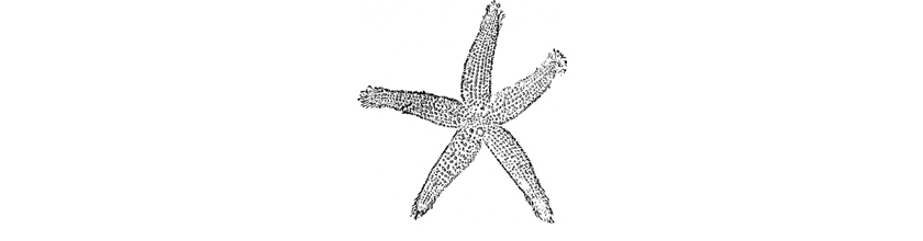 starfish 2