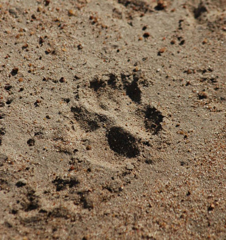 Tracking wild dogs - Africa Geographic