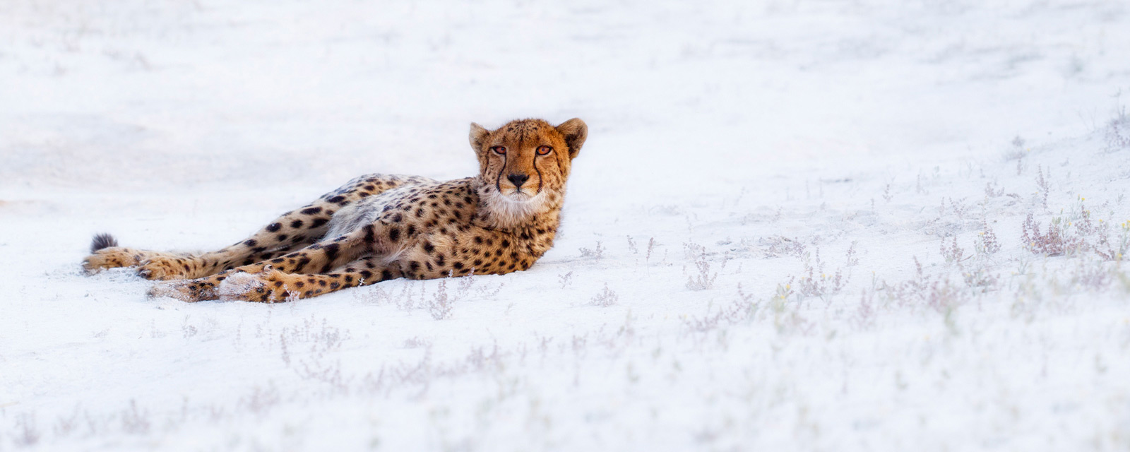 cheetah liuwa plains zambia