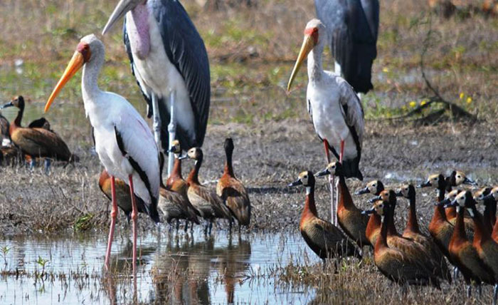 The Okavango experience - Africa Geographic