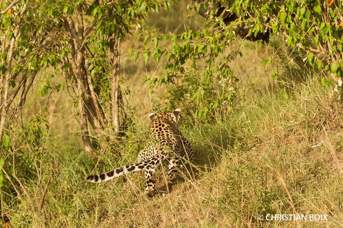Curiosity almost killed the cat - Africa Geographic