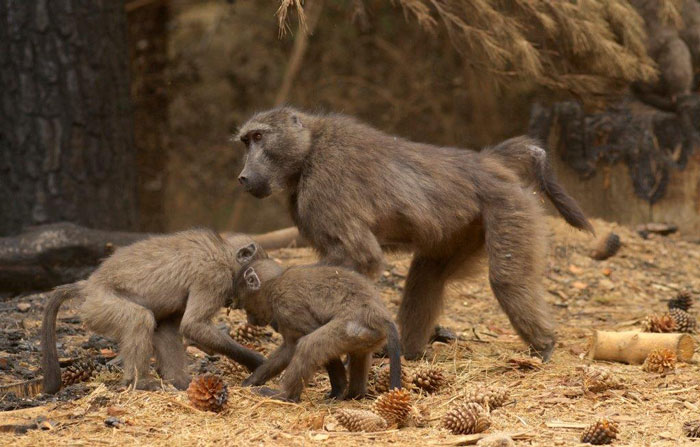 The Cape fire and baboons - Africa Geographic