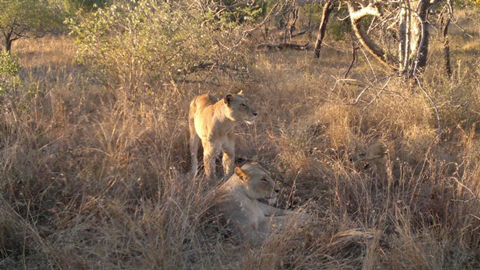 All about Thornybush Game Reserve - Africa Geographic