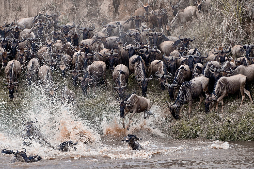 Wildebeest-migration-Yulia-Sundukova