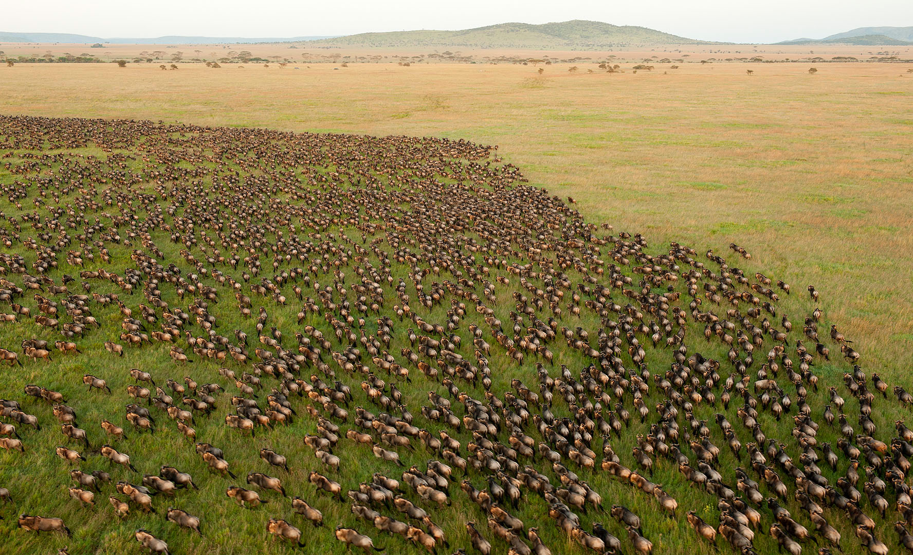 serengeti safari