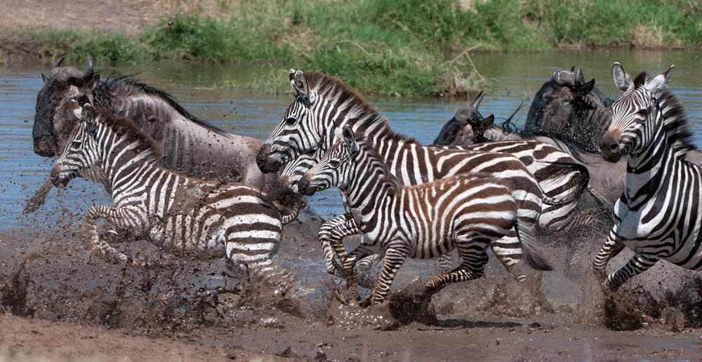 Zebra-migration-serengeti-Daniel-Rosengren