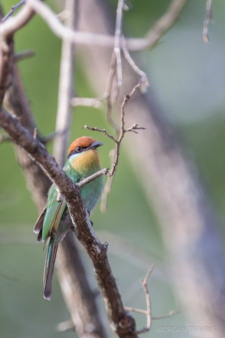 bee-eater