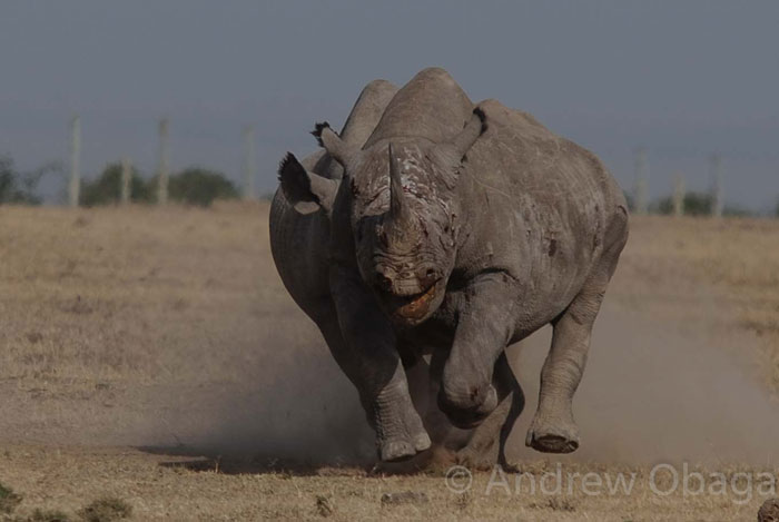 A clash of rhino - Africa Geographic