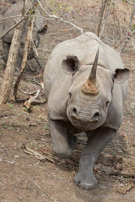 black rhino