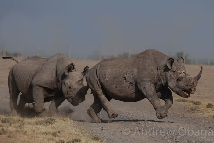 A clash of rhino - Africa Geographic