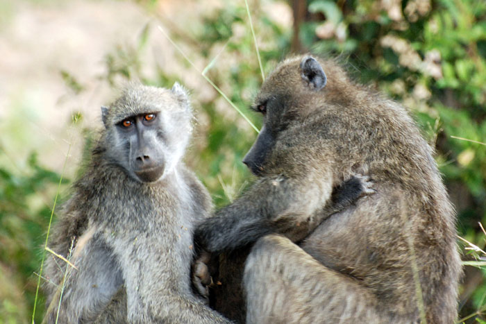 The chacma baboon - Africa Geographic