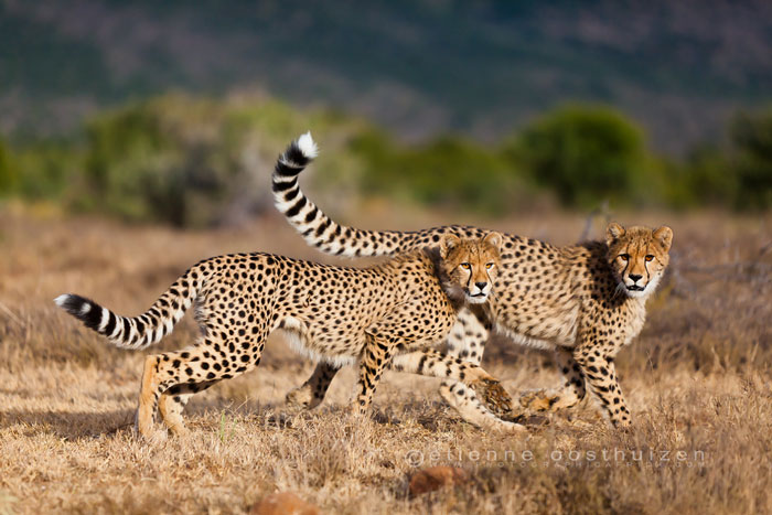 Cheetah1 Africa Geographic 5305
