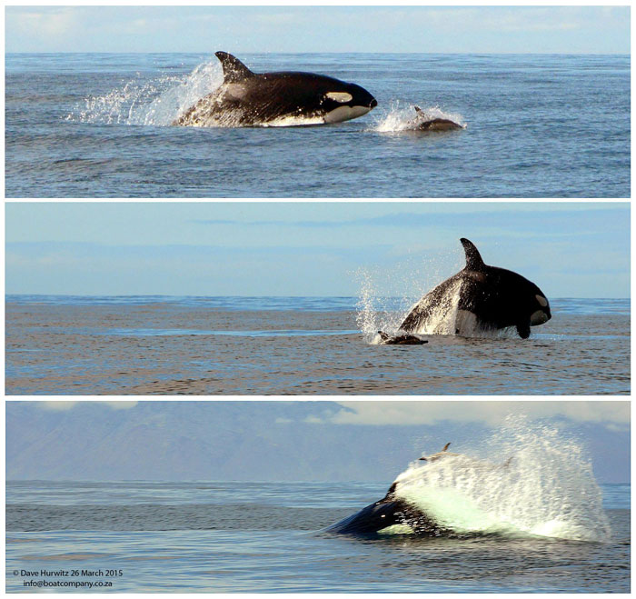 pygmy killer whale attack