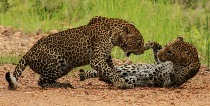 A leopard brawl - Africa Geographic