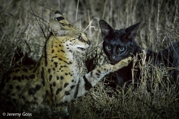 melanistic serval on safari