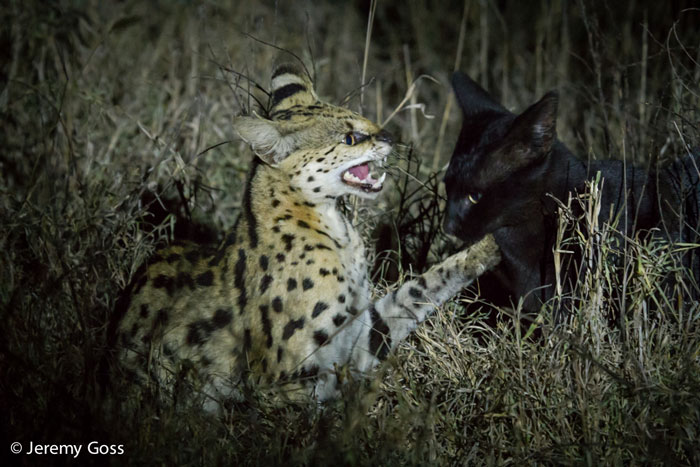 melanistic serval on safari