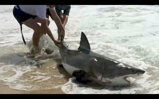 Plettenberg Bay Archives - Africa Geographic