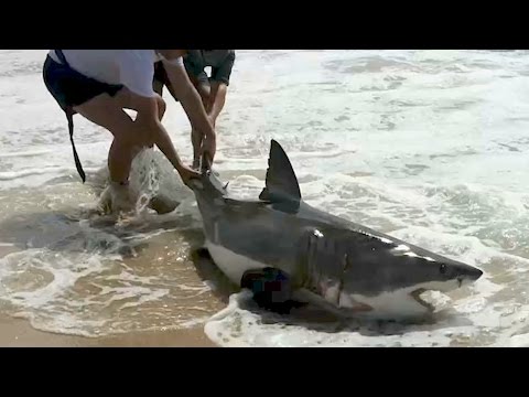 South Africans save great white shark - Africa Geographic