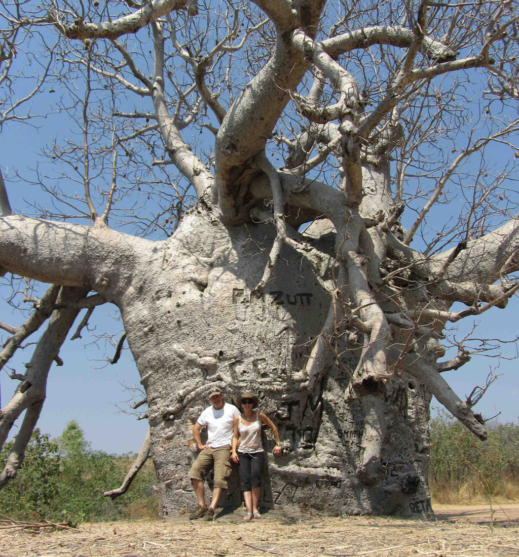 Interesting Discovery Of Giant Baobab Trees Live For 3,000 Years With ...