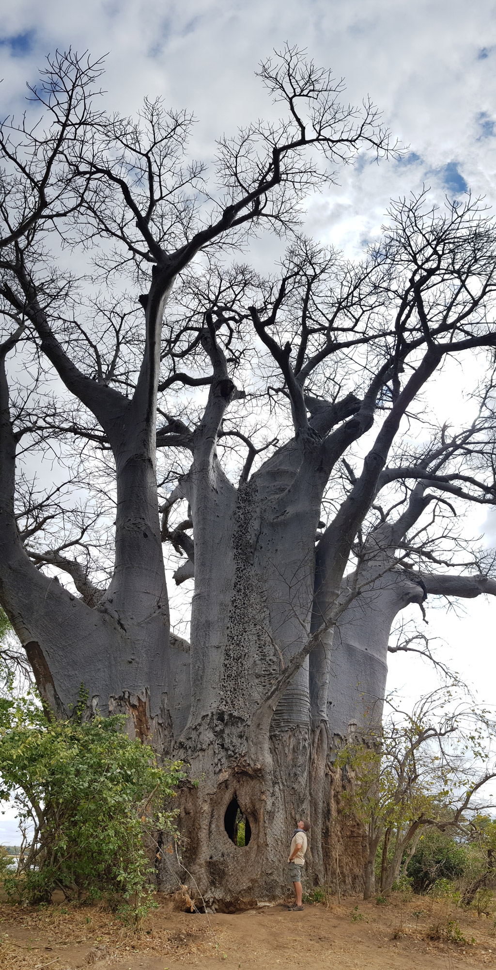 Interesting Discovery Of Giant Baobab Trees Live For Years With Empty Intestines Can