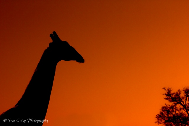 the-iconic-giraffe-demands-respect-africa-geographic