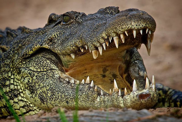 Micro-lighting in South Luangwa and the secret trauma of crocodiles ...