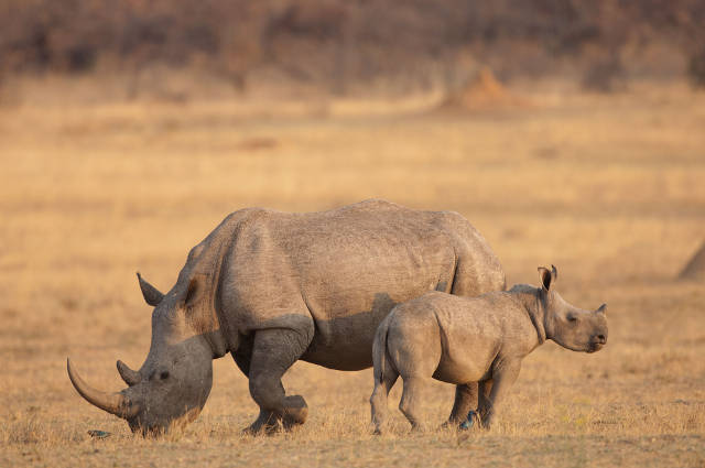 Update on Rhino Poaching Statistics - Africa Geographic