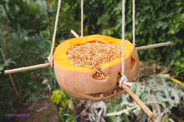 Recycle your halloween pumpkins, attract bird life and WIN! - Africa