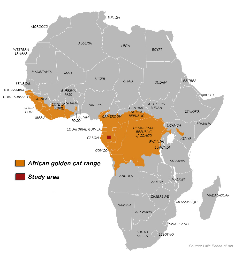 African-golden-cat-range-map-2