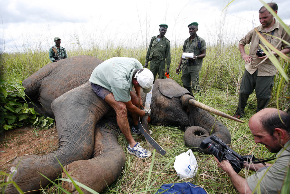 Elephant charities - the good, the bad & the gly - Africa Geographic