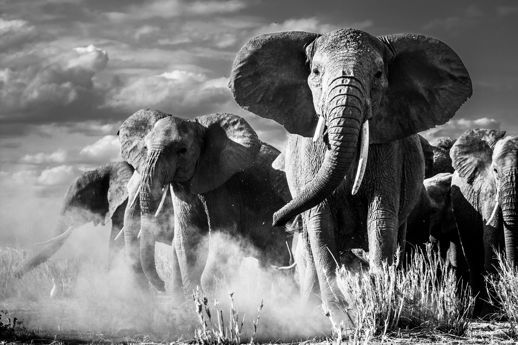 Elephant-mock-charge-Raisinphoto.com-3