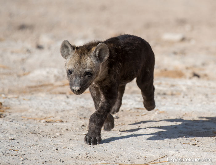 Playful hyena pups - Africa Geographic