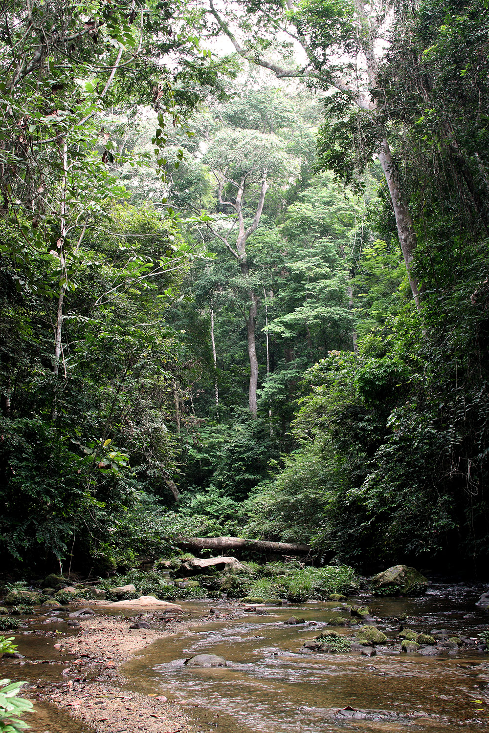 Gabon-forest3