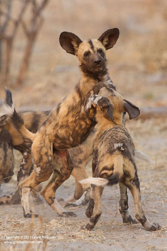 The Pack Is Back! - Africa Geographic