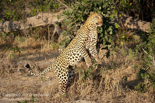 leopard-behaviour-information-technology-africa-geographic