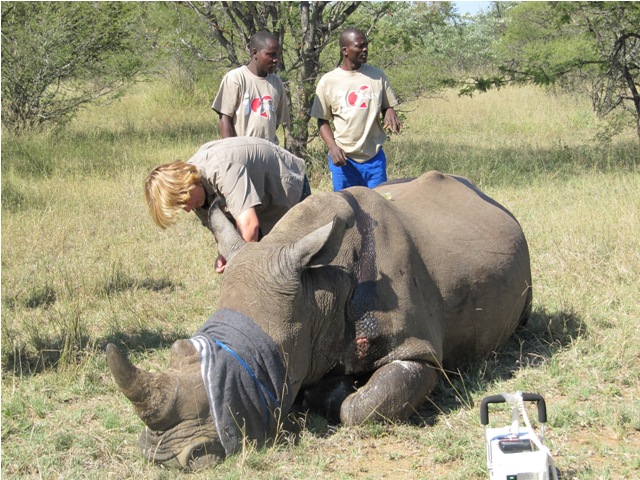 Helping rhinos when they most need it - Africa Geographic