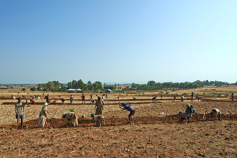 Ethiopia's church forests