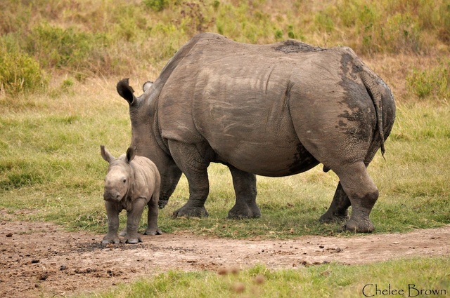 Kariega Game Reserve Pays Tribute On One Year Anniversary Of Poached 