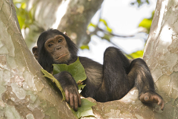 A guided tour through Gombe Stream National Park - Africa Geographic