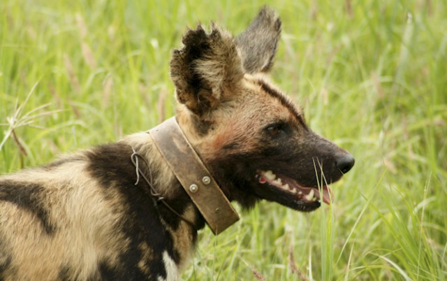 Africa's Painted Dogs need your help - Africa Geographic