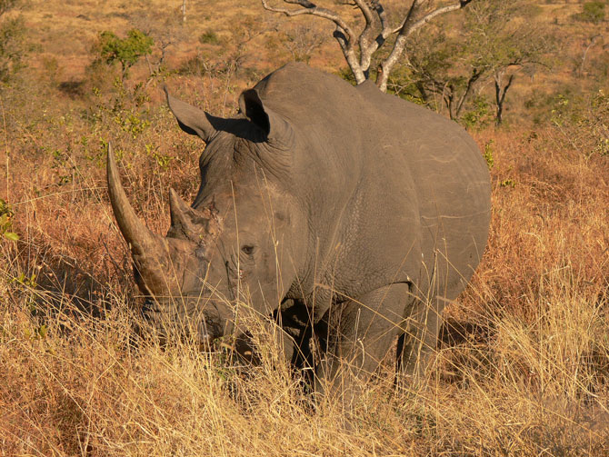 Legalising the trade in rhino horn and a wilderness of greed - Africa