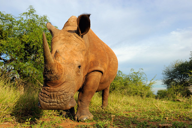 Timbavati Rhino Challenge - Africa Geographic