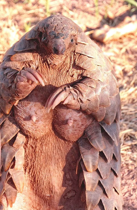 pangolin baby