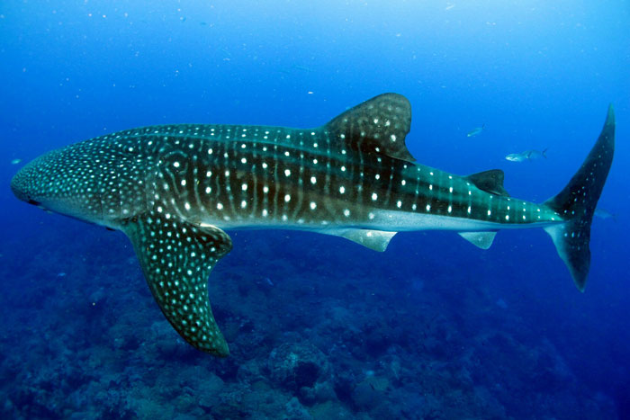5 places to see whale sharks - Africa Geographic