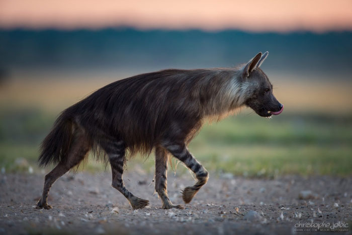 brown hyena - Africa Geographic