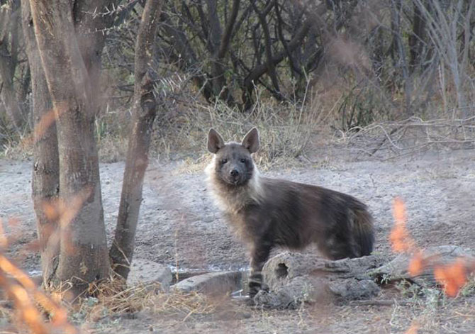 Getting to know the brown hyenas of the Kalahari - Africa Geographic