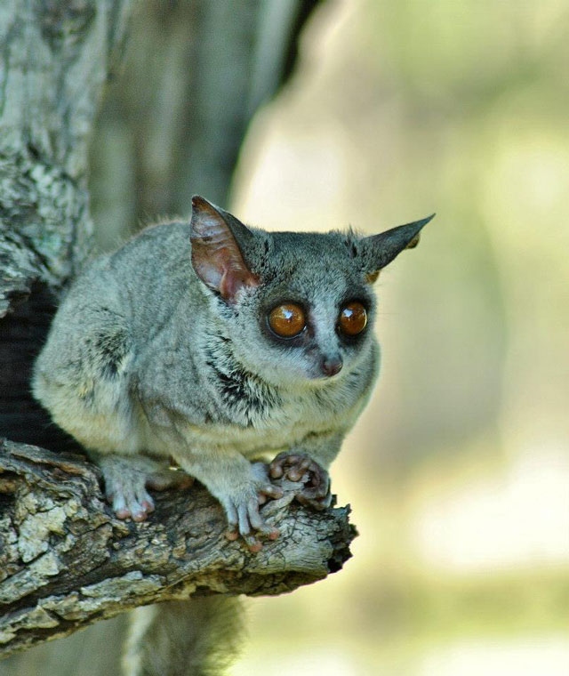 Bright-eyed and bushy-tailed - Africa Geographic