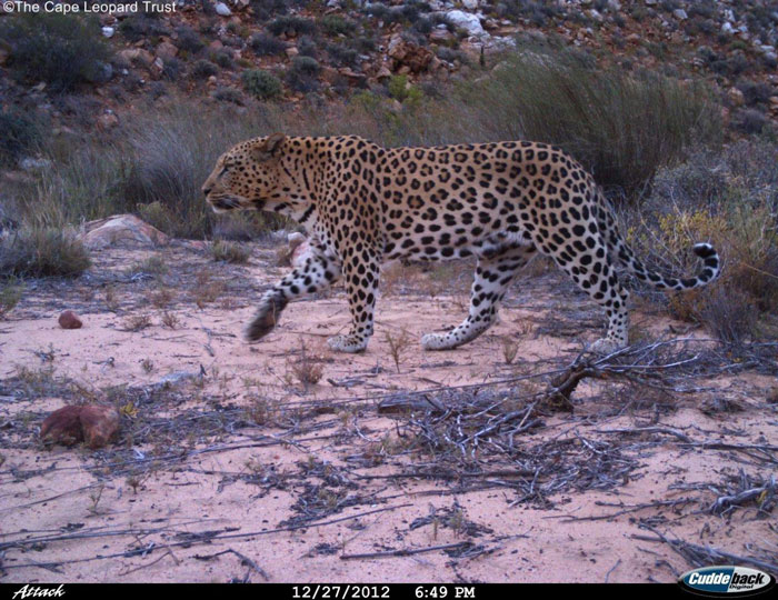 Camera traps for the Cape Leopard Trust - Africa Geographic