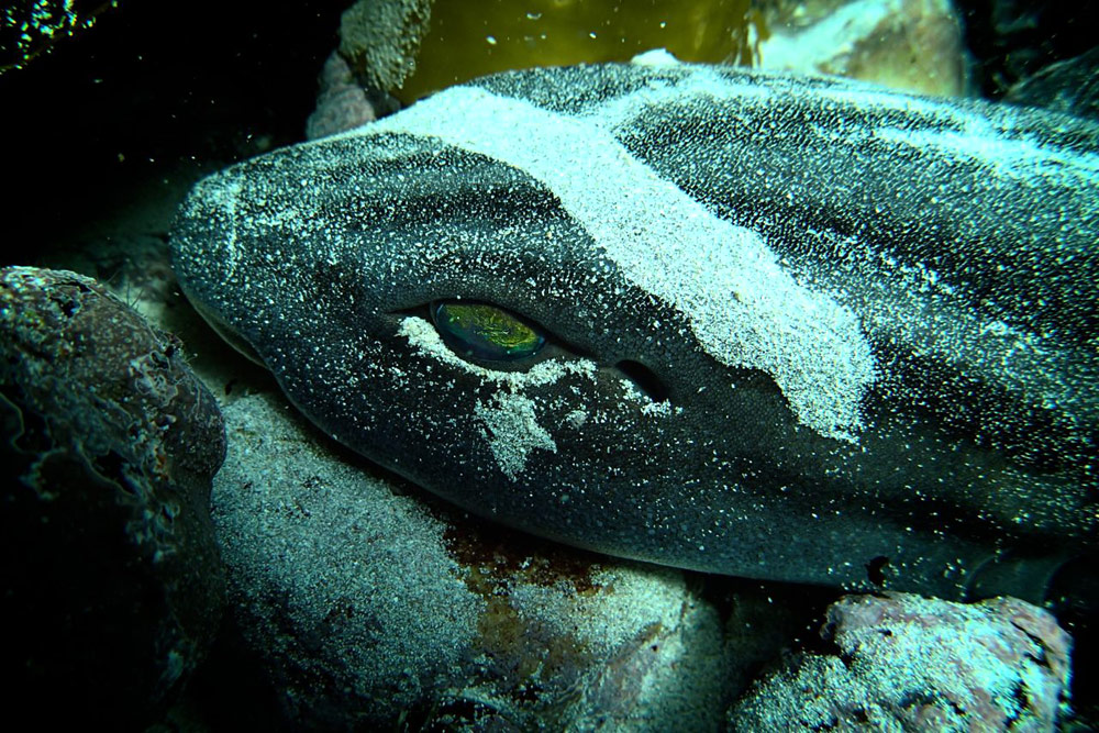 catshark-with-trail